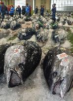 Season's 1st bluefin tuna haul in Tottori