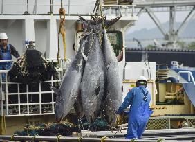 Season's 1st bluefin tuna haul in Tottori