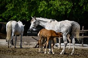 Pupils of Dzherelo boarding school visit Equestrian Club in Zaporizhzhia