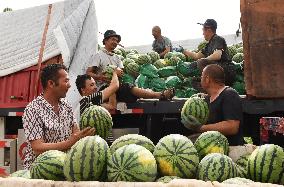 Turpan Watermelon Supply