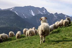 Cultural Sheep Grazing In High Mountains In Poland