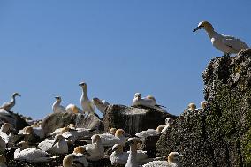 Saltee Isles: Bird Haven