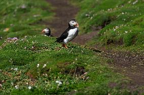 Saltee Isles: Bird Haven