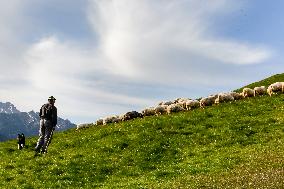 Cultural Sheep Grazing In High Mountains In Poland