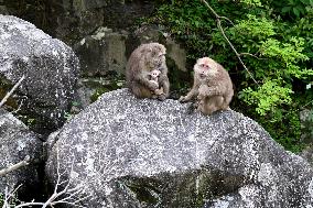 AmazingAnhui | Primate research team of Anhui University protects unique species in Huangshan