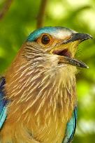 Indian Roller Bird - Ajmer