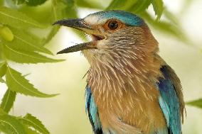 Indian Roller Bird - Ajmer