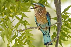 Indian Roller Bird - Ajmer