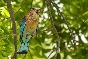 Indian Roller Bird - Ajmer