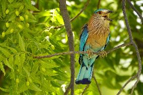 Indian Roller Bird - Ajmer