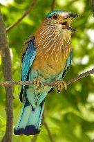 Indian Roller Bird - Ajmer