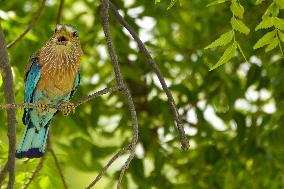 Indian Roller Bird - Ajmer