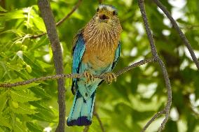 Indian Roller Bird - Ajmer