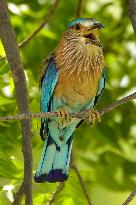 Indian Roller Bird - Ajmer