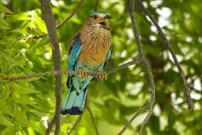 Indian Roller Bird - Ajmer