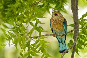 Indian Roller Bird - Ajmer