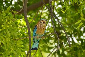 Indian Roller Bird - Ajmer