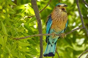 Indian Roller Bird - Ajmer