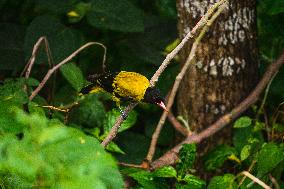 Black-hooded Oriole (Oriolus Xanthornus) - Animal India