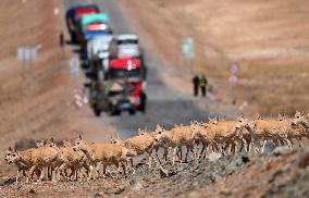 Xinhua Headlines: China seeks to build world's largest national park system