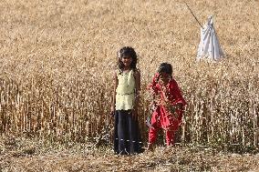 Wheat Harvest In Uttar Pradesh