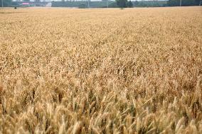 Mature Wheats in A Field