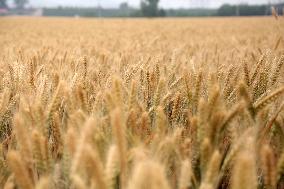 Mature Wheats in A Field