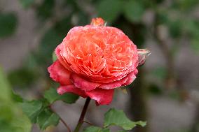 Rose garden in Dnipro