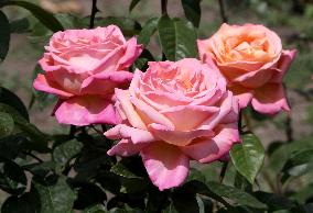 Rose garden in Dnipro
