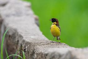 CHINA-FUJIAN-BIODIVERSITY-BIRDS (CN)