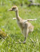 Baby red-crowned crane