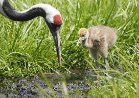 Baby red-crowned crane