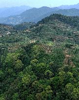 CHINA-FUJIAN-UNDER-FOREST ECONOMY (CN)