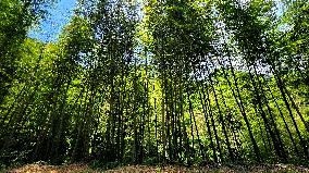 CHINA-FUJIAN-UNDER-FOREST ECONOMY (CN)