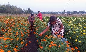 Marigold Flower Farm Land In Siliguri