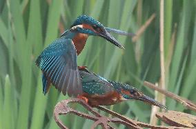 Rainham Marshes Nature Reserve