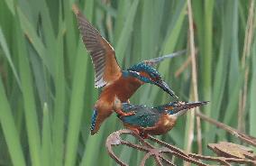 Rainham Marshes Nature Reserve