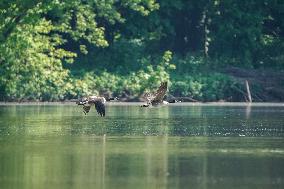 Wildlife At The Oxbow Nature Conservancy