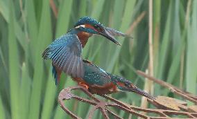 Rainham Marshes Nature Reserve