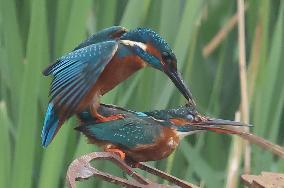 Rainham Marshes Nature Reserve