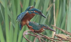 Rainham Marshes Nature Reserve