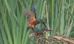 Rainham Marshes Nature Reserve