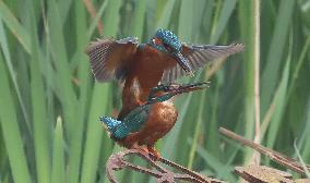 Rainham Marshes Nature Reserve