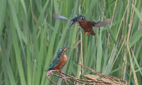 Rainham Marshes Nature Reserve