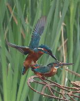 Rainham Marshes Nature Reserve