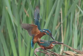 Rainham Marshes Nature Reserve