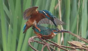 Rainham Marshes Nature Reserve