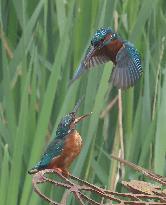 Rainham Marshes Nature Reserve