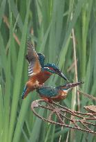 Rainham Marshes Nature Reserve