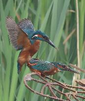 Rainham Marshes Nature Reserve